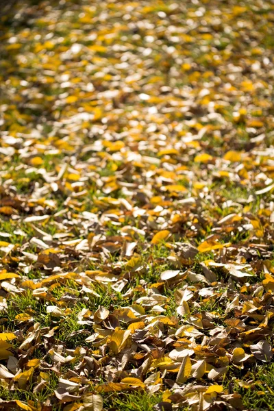 Sonbahar toprak — Stok fotoğraf