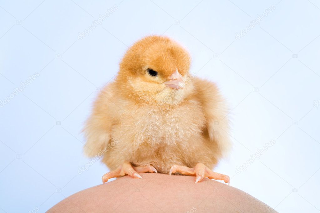 Fluffy chick