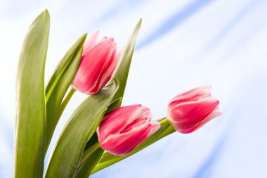 Bunch of tulips clipart