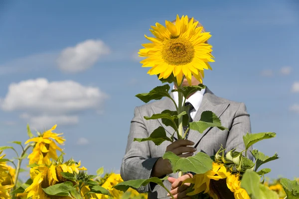Behind sunflower — Stock Photo, Image