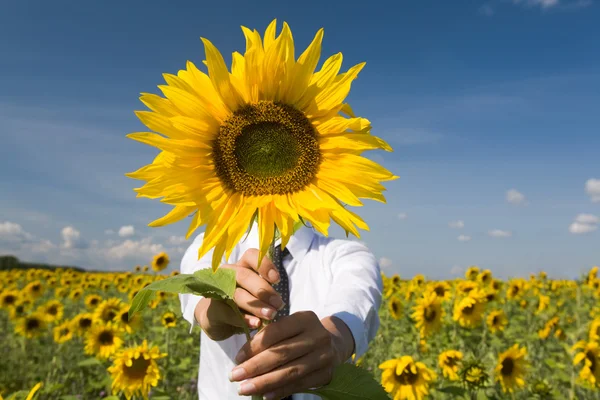 Sunny sunflower — Fotografie, imagine de stoc