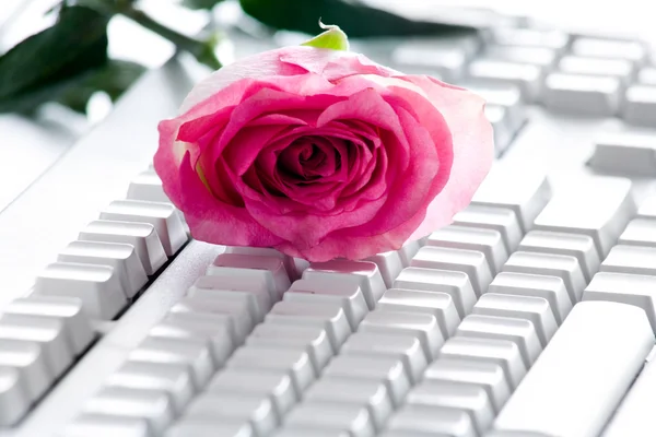 Rose on keyboard — Stock Photo, Image