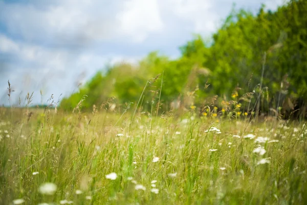 Grassland — Stock Photo, Image