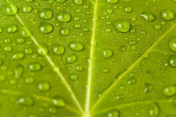 stock image Leaf background