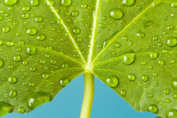 stock image Morning dew