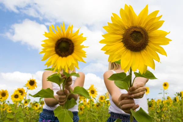 Achter zonnebloemen — Stockfoto