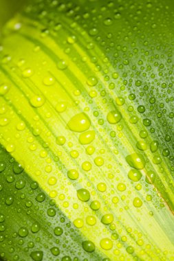 Droplets on leaf clipart