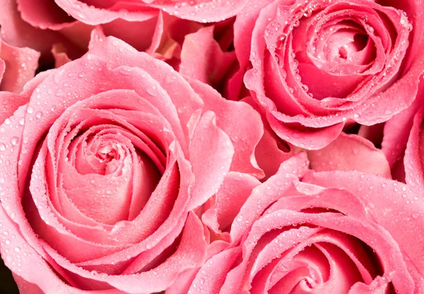 Rosebuds — Stock Photo, Image