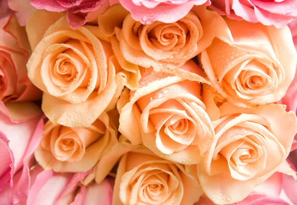 Fresh roses — Stock Photo, Image