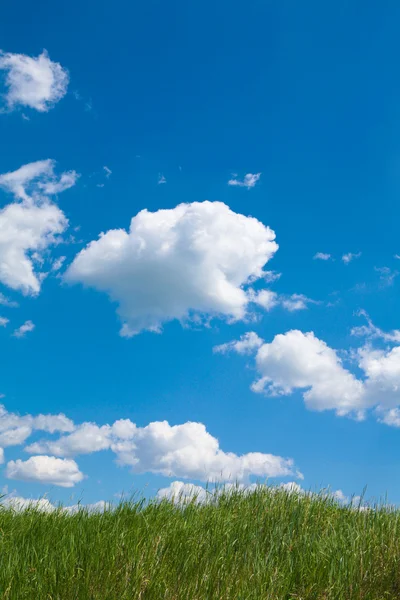 Céu e grama — Fotografia de Stock