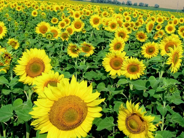 Levendige zonnebloemen — Stockfoto
