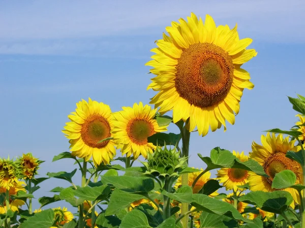 Koning van zonnebloemen — Stockfoto