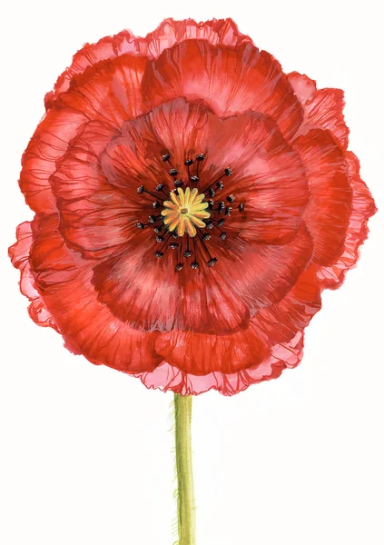 Poppy escarlate — Fotografia de Stock