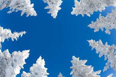 Tops of fir trees clipart