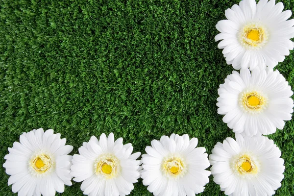 Хризантем на траві — стокове фото