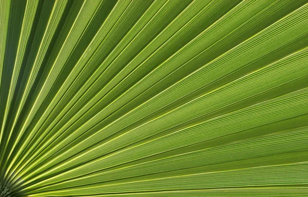 Exotic plant — Stock Photo, Image