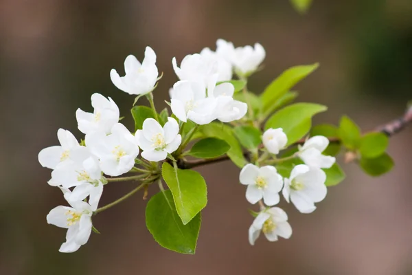 stock image Apple blossom