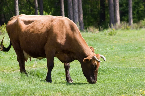 Koe op groen veld — Stockfoto