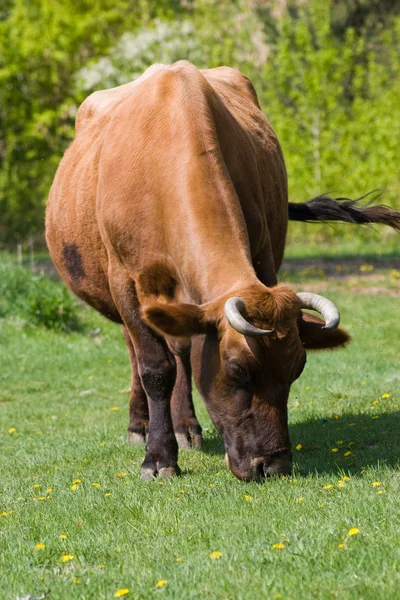 Vacca da pascolo — Foto Stock