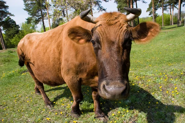 Vacca curiosa — Foto Stock