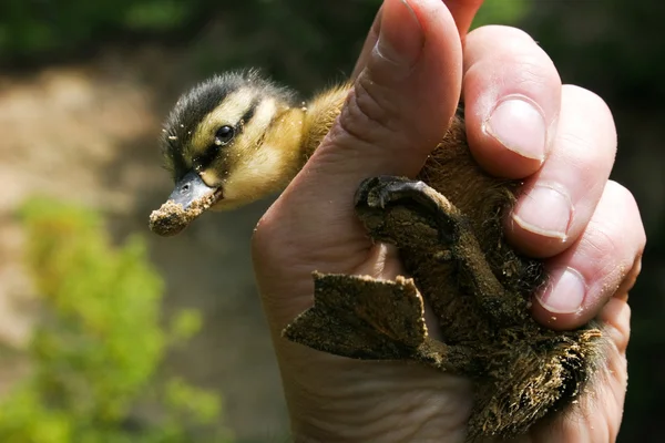 Duckling in hand — Stock Photo, Image