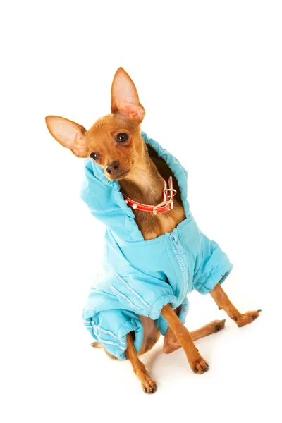Dog fashion — Stock Photo, Image