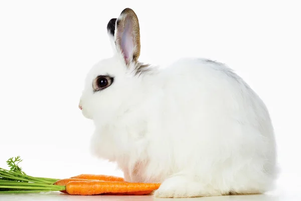 Rabbit with carrots — Stock Photo, Image