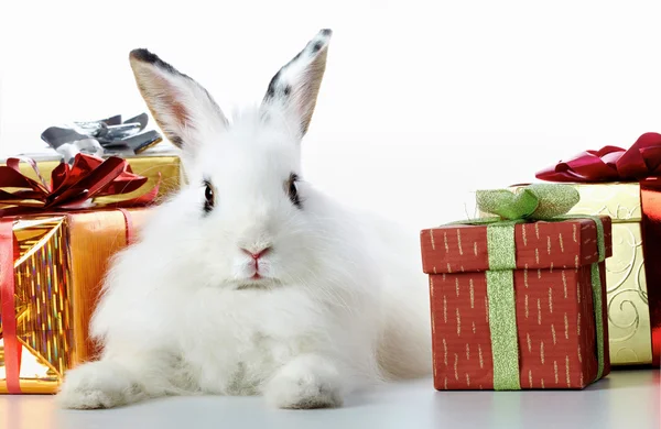 Rabbit and gifts — Stock Photo, Image