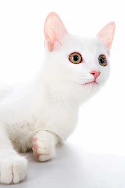 White pet — Stock Photo, Image