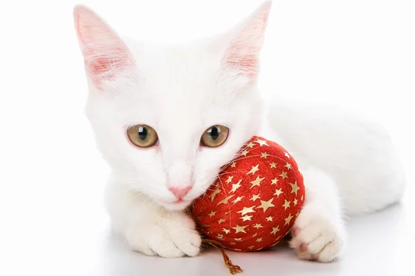 Katze mit rotem Spielzeug — Stockfoto