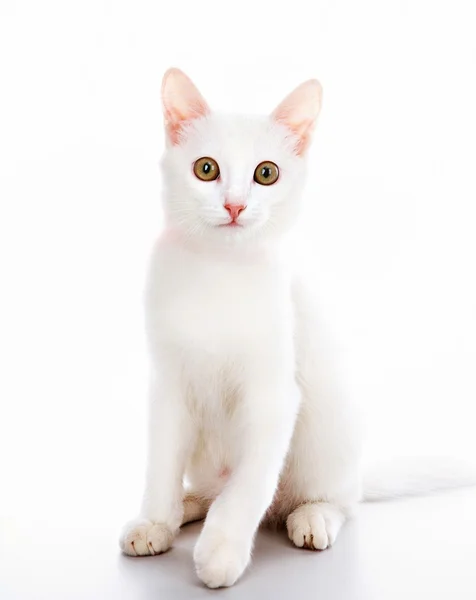 Gato com fita — Fotografia de Stock