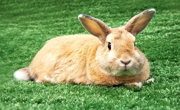 Кролика на траві — стокове фото