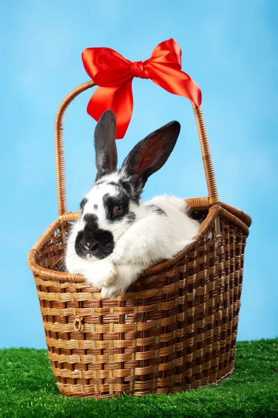 Кролик в корзине — стоковое фото