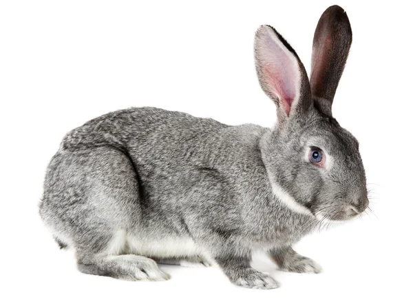 Чарівні кролик — стокове фото