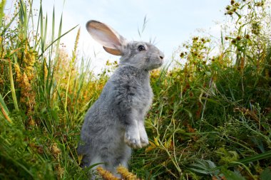 Cautious hare clipart
