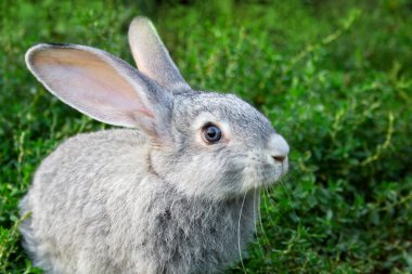 Rabbit in grass clipart