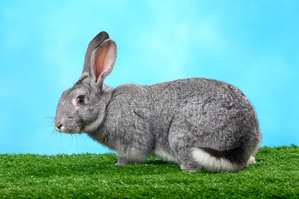 Conejo esponjoso — Foto de Stock