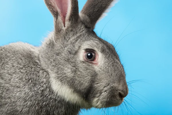 Кролик голова — стокове фото
