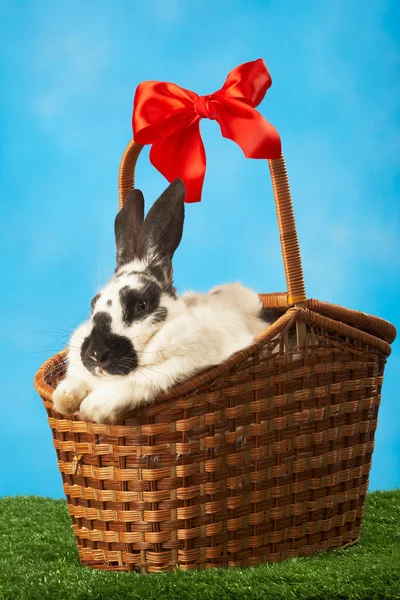 Кролик в кошик — стокове фото