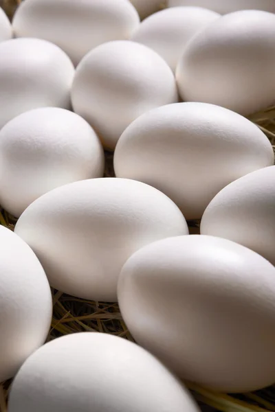 Sfondo uovo — Foto Stock