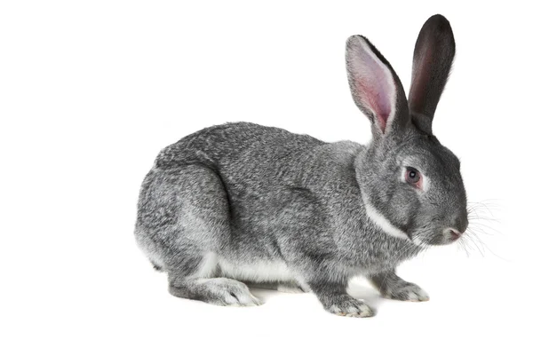 Liebenswertes Kaninchen — Stockfoto