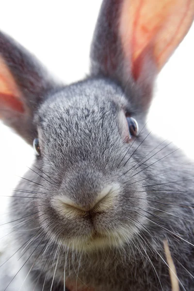 Rabbit muzzle — Stock Photo, Image