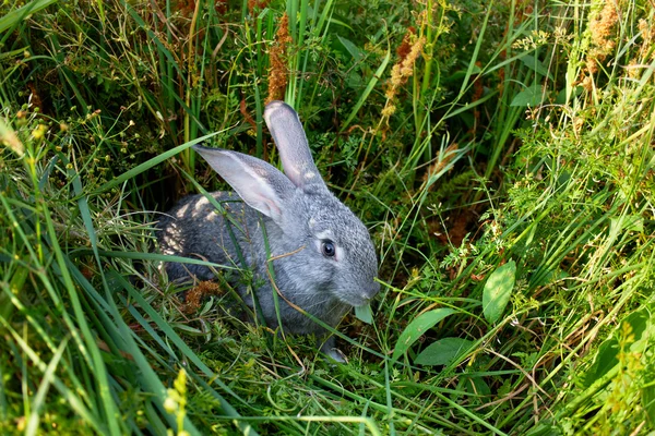 Adorable bunny — Stock Photo, Image