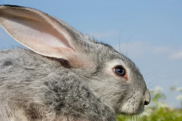 Ładny królik — Zdjęcie stockowe