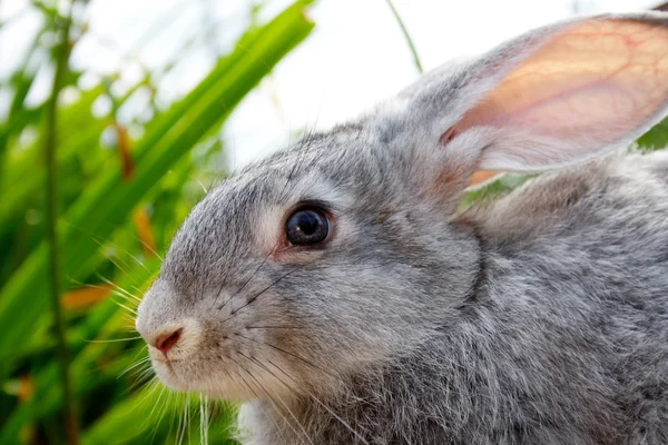 Cute dieren — Stockfoto