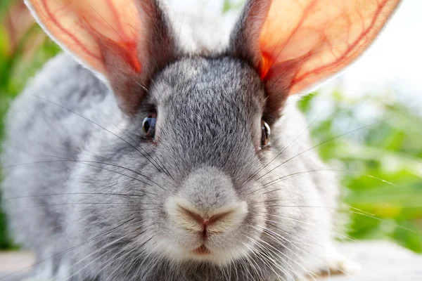 Rabbit muzzle — Stock Photo, Image