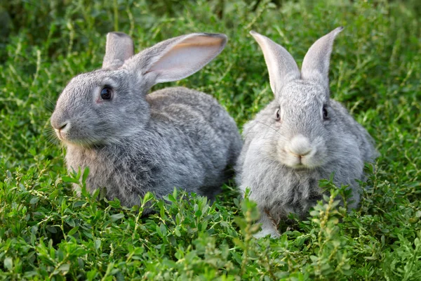 Rabbits in grass — Stock Photo, Image