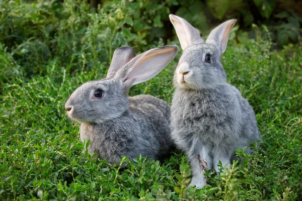 Bir çift tavşan. — Stok fotoğraf