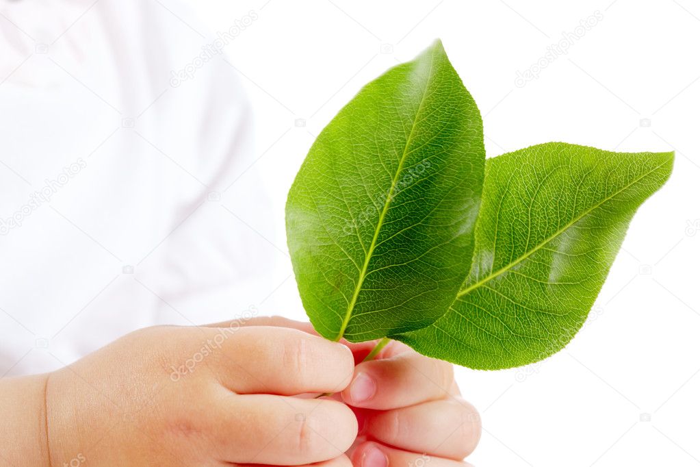 Leaves in hands