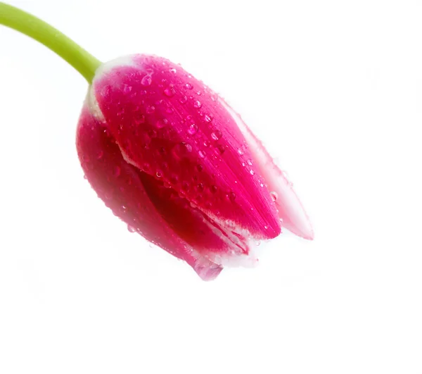 Свежий тюльпан — стоковое фото